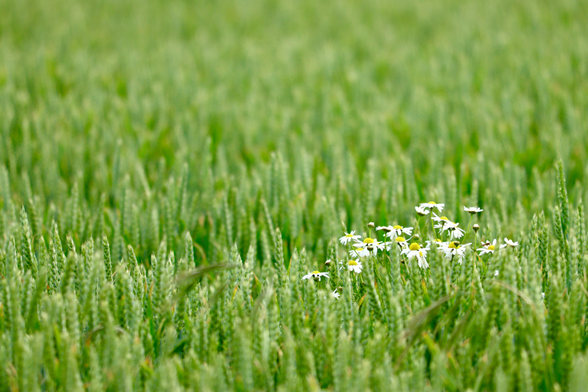 A small patch of white flowers rising above the green wheat heads