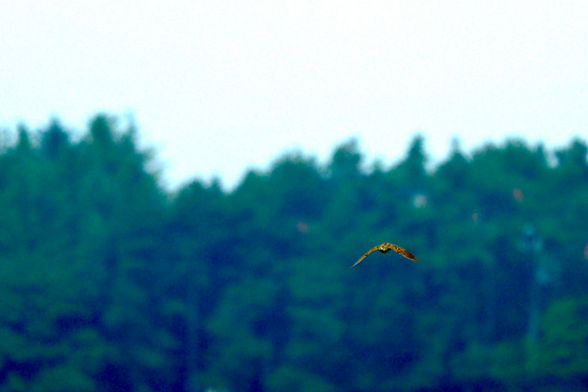 A skylark in flight against a background of distant a green trees with milky sky above 