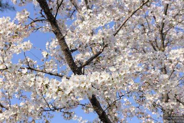 Sakura, the test photo for DT.
