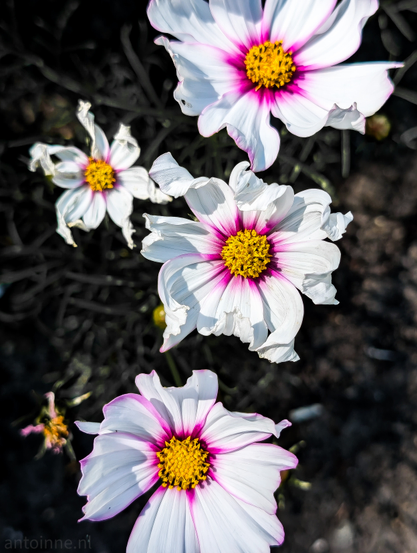 Four white and pink cosmos flowers, with their bright yellow centers prominently displayed. The flowers are arranged diagonally across the frame. The top two flowers are more in focus and appear fresher, while the two lower flowers show slight wilting on their petals. The background is dark and out of focus.