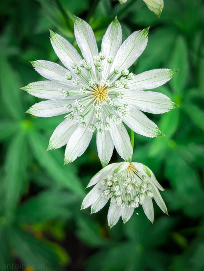 Two white Astrantia major flowers, commonly known as Greater Masterwort, set against a blurred background of green foliage. The upper flower is in full bloom, showcasing its intricate structure. It has numerous slender, pointed white bracts that radiate outwards like petals, with a slight hint of green at their tips, particularly visible on the underside. At the center of the flower, there's a dense cluster of tiny, tightly packed florets, predominantly white with some light green and a touch of yellow or light brown at their very core. The background is a soft, out-of-focus blur of various shades of green.