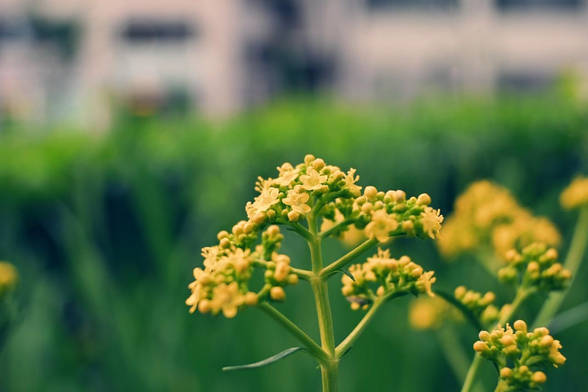 黄色く小さなオミナエシの花が咲き始めている。/ 2025.06.22 西洞院通御池角あたりから