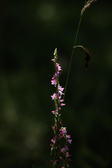 A tall spike of delicate pink flowers rises against a dark background, highlighting its vivid colors and intricate details.