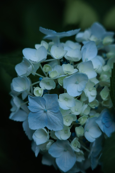 Delicate clusters of light blue and white hydrangea flowers against a dark green backdrop.