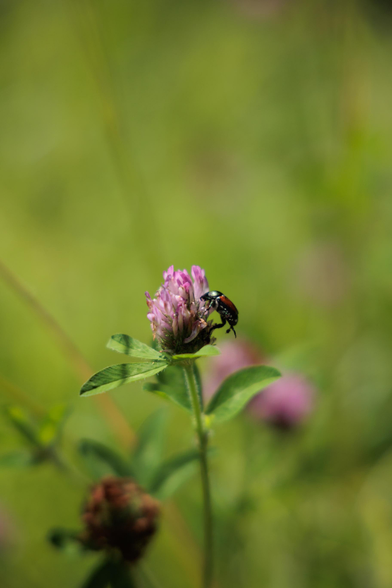 A shiny beetle clings to a vibrant purple clover flower against a soft green background, capturing nature's delicate beauty.