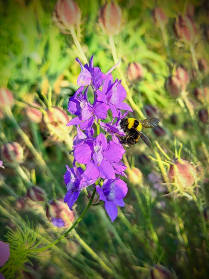 Purple Consolida ajacis, commonly called giant larkspur blossom with and bee feasting on it. 