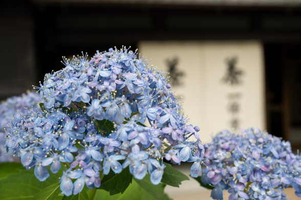青いアジサイが一保堂茶舗本店ののれんを背景に咲いている。/ 2025.06.09 寺町通二条・一保堂茶舗本店前から