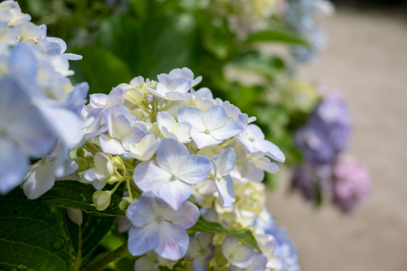 花びらの縁が淡く青に染まったアジサイ。部分的に紫っぽい装飾花も見える。奥には紫のアジサイも見える。/ 2025.06.12  三条神宮道あたり・粟田坊町公園から