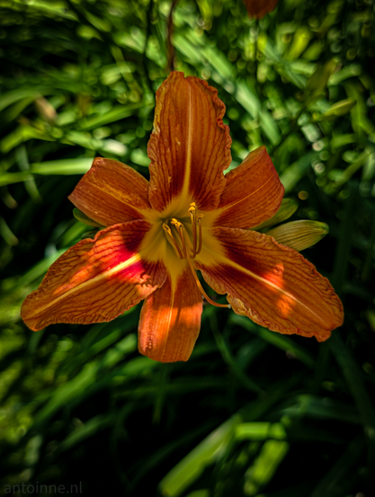A vibrant orange daylily set against a softly blurred, dark green background of foliage. The flower dominates the frame, showcasing its six prominent petals, which are a rich, warm orange with subtle lighter stripes radiating from the center. There's a distinct splash of reddish-brown or deep burgundy color at the base of each petal, adding depth and contrast.
The center of the flower reveals bright yellow stamens with what appear to be darker anthers, and a pistil extending outwards. 
