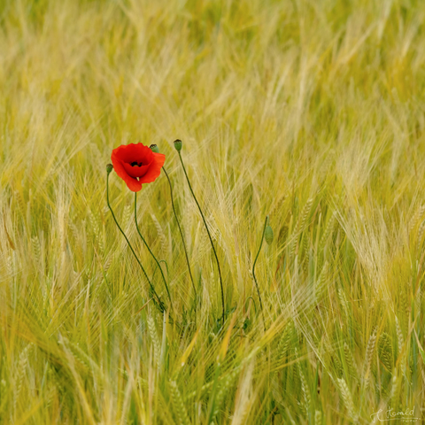 Square picture of a poppy flower in a light green field of grain. Next to the flower are several poppies that have finished flowering and one that has not yet blossomed.