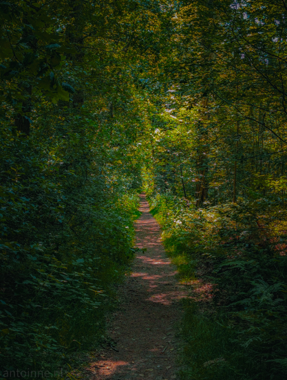 A dirt path cutting through a dense, lush green forest. The path is well-worn and is disappearing into the distance, creating a sense of depth. The trees and undergrowth on both sides of the path are thick with foliage, predominantly in various shades of green. Sunlight filters through the canopy above, creating dappled light and shadows on the path and the surrounding vegetation. 