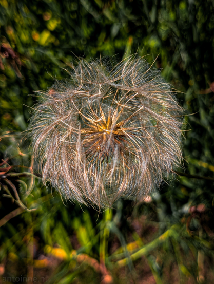 The seed head is composed of numerous delicate, feathery pappus bristles, each carrying a seed, radiating outwards from a central point. The bristles are mostly light brown and beige, with some appearing almost golden where they catch the light, especially towards the center. There are hints of darker, possibly reddish-brown, tones within the dense cluster of seeds. The overall texture is soft and airy, giving the impression of fragility.
The background is significantly out of focus, creating a bokeh effect that highlights the subject. It consists of dark green and some brownish hues, suggesting other plants or leaves. 