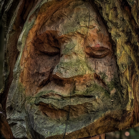 A close-up, eye-level shot of a carved wooden face into a tree trunk. The carving depicts an older, somewhat solemn or serene face with closed eyes and defined facial features like a nose, mouth, and chin.

The texture of the wood is highly visible, showing distinct grain patterns, cracks, and natural imperfections. There are also clear signs of aging and exposure to the elements, with areas of green moss or lichen growth, particularly around the eyes and forehead, and a general weathered appearance. The colors are earthy and muted, dominated by browns, greens, and grays, with some reddish undertones in certain areas of the wood.

The wooden sculptures are part of the Skulpturenpfad by Thomas Rees near Freiburg.