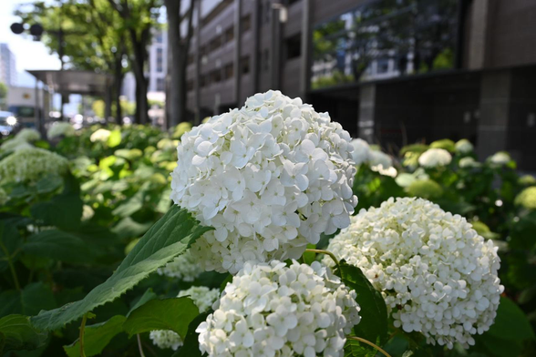御池通と白いアナベル。画面奥に向かって、まだ白くなりきっていない花を含め、多数のアジサイが見える。/ 2025.06.05 御池通・柳馬場通～富小路通間から