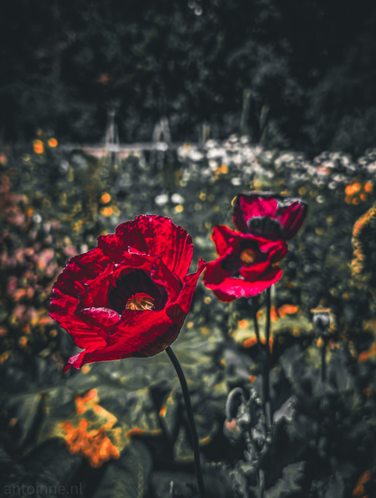 Several vibrant red poppies in a garden or field. In the foreground, slightly to the left, is a prominent, fully bloomed red poppy with deep crimson petals. Its center reveals a yellow pistil and dark stamens. The stem of this poppy is visible, extending downwards out of the frame. Behind this main poppy, to the right, are two more red poppies, slightly out of focus. The background is a soft blur of green foliage, indicating other plants and trees, with hints of other, lighter-colored flowers (white and orange) further back, adding depth to the image. 