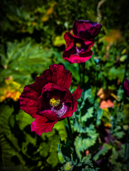 Several vibrant red poppies in a garden or field. In the foreground, slightly to the left, is a prominent, fully bloomed red poppy with deep crimson petals. Its center reveals a yellow pistil and dark stamens. The stem of this poppy is visible, extending downwards out of the frame. Behind this main poppy, to the right, are more poppies, slightly out of focus. The background is a soft blur of green foliage, indicating other plants and trees, with hints of other, lighter-colored flowers (white and orange) further back, adding depth to the image. 