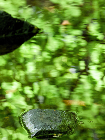 A stream flows slowly around rocks, reflecting the green leaves in the canopy above