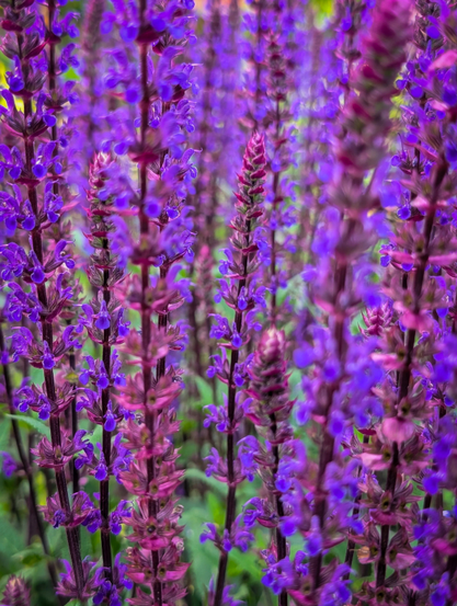 A vibrant, close-up photograph showcasing numerous slender stalks of purple flowers, likely a type of salvia or lavender, in various stages of bloom. The flowers are densely packed, creating a beautiful field of purple. The depth of field is shallow, with the flowers in the foreground appearing sharp and in focus, while those in the background are softly blurred, creating a pleasing bokeh effect that emphasizes the intricate details of the individual blooms and their arrangement on the stems. The color palette is dominated by rich shades of purple, ranging from deep violet to brighter fuchsia tones, with hints of green from the foliage visible between the flower stalks. 