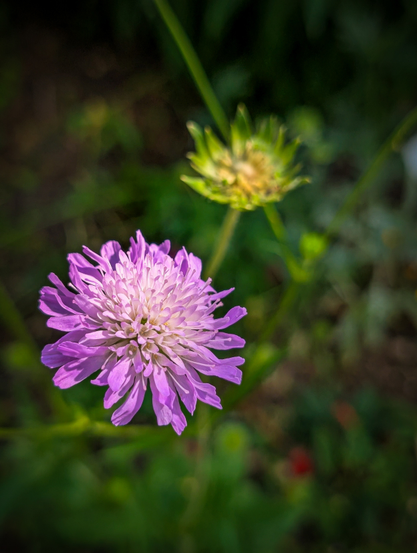 A vibrant purple flower with a lighter, almost white, center. The flower is in sharp focus and dominates the lower left of the frame. Its petals are numerous and appear somewhat feathery or spiky, radiating outwards from the center. In the blurred background, towards the upper right, another flower with a greenish-yellow hue can be seen, out of focus. The overall background consists of soft, blurry greens and dark tones.
