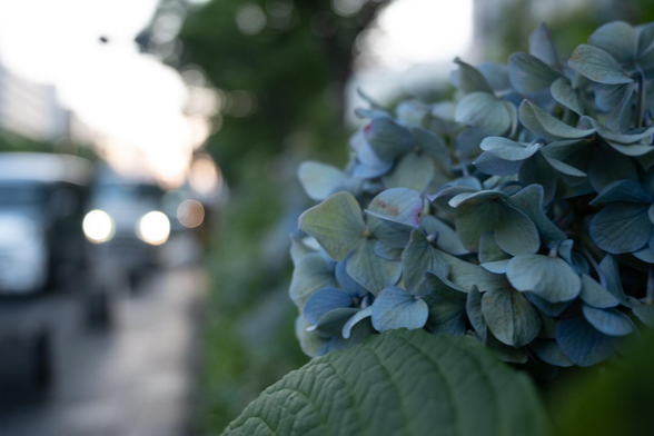 夕暮れ時の青いアジサイ。こちらは開花からしばらく経って、くたびれ気味。/ 2025.06.26 御池通・御池中学校前から