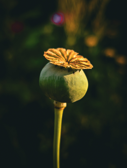 A single green poppy seed pod, likely Papaver somniferum, standing upright on its stem. The pod is the central element of the image, bathed in warm, soft sunlight that highlights its texture and form. The top of the pod is adorned with its distinctive, crown-like dried stigma. The background is heavily blurred, creating a soft bokeh effect that isolates the poppy pod from its surroundings. 