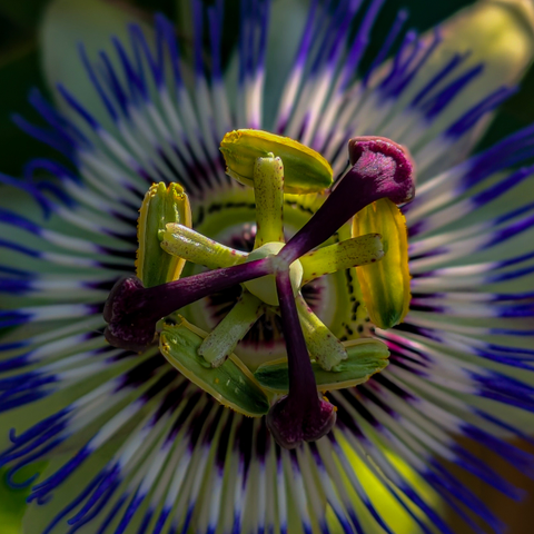 Close-up of the intricate center of a passion flower. The most prominent features are the reproductive organs. Surrounding these central structures are multiple rings of delicate, thread-like filaments (the corona or passion flower's unique crown). The innermost filaments are shorter and appear greenish-yellow, transitioning to longer, vibrant purple-blue filaments with white tips that radiate outwards, creating a striking visual effect. The outermost parts of the corona are less defined in this image but show hints of the same blue and white coloration. The background is a soft blur of dark green.
