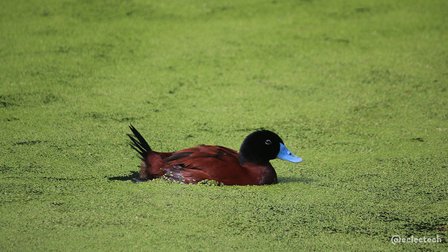 A photo of a male maccoa duck swimming in a pool of duckweed (or similar greenery) covered water. It is in profile, facing right, and has a brown body, black head and tail feathers, and an excellent bright blue beak. 