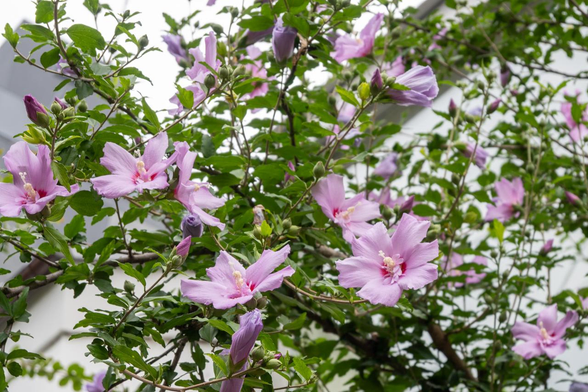 木によってはかなり花がついているものもある。写真はピンクのムクゲの花がかなりたくさん咲いている。/ 2025.06.27 なすありの径から