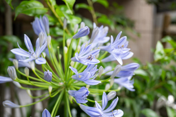 薄青いアガパンサスの花。つぼみも見えつつ、半数以上は咲いている状態。/ 2025.06.27 柳馬場通御池あたりから