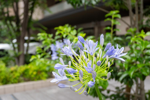 薄青いアガパンサスの花。この写真のアガパンサスはややつぼみが多め。/ 2025.06.27 柳馬場通御池あたりから