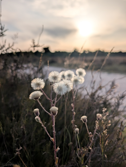 A cluster of white, spherical, fluffy seed heads. They are brightly lit from behind by a setting sun, creating a strong backlight effect that highlights their delicate, airy structure.

The foreground is dominated by these seed heads, which are in sharp focus, showcasing their intricate details. The stems supporting them are slender and reddish-brown. Surrounding the main subject are blurred elements of dark, dried grasses and other vegetation, contributing to the shallow depth of field.

The background is a soft, warm blur, with the sun low on the horizon, casting a bright glow that silhouettes the distant trees and creates a hazy atmosphere. The sky above the sun is a mix of soft orange and muted grays with some cloud cover.
