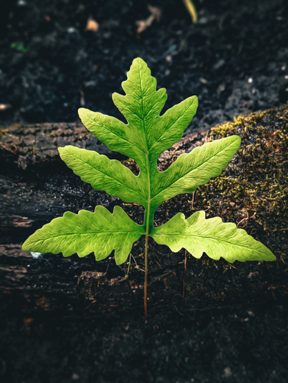 Close-up shot off a vibrant, light green leaf emerging beside a dark, rough piece of wood. The leaf is broadly triangular in shape, with several deep lobes and serrated edges, giving it a somewhat fern-like or palmate appearance. Its surface appears smooth and slightly reflective, catching the light.
The wood it's growing from is a prominent feature, lying horizontally in the frame. It's dark brown, heavily textured with visible grains and cracks, and covered in patches of green moss, particularly on the right side. 