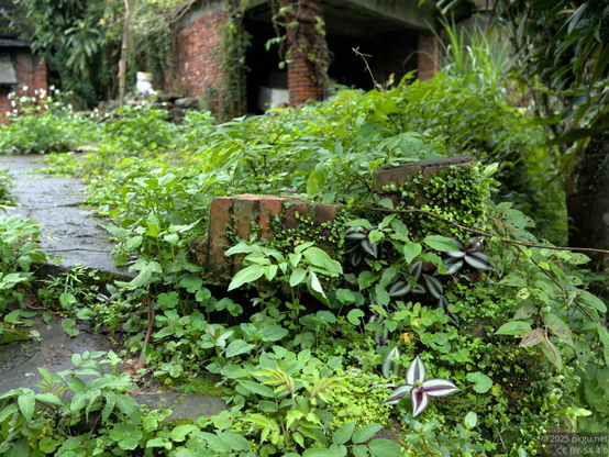 The red bricks with the grass.