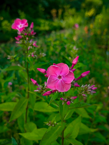 A cluster of bright pink flowers, set against a soft, out-of-focus green background of foliage. The main focus is on a fully bloomed five-petaled flower with a darker pink center, surrounded by several unopened buds and other blooming flowers in various stages, all of the same striking pink hue. 