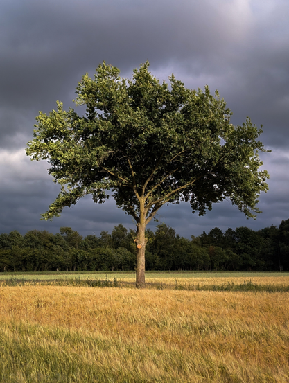 A solitary tree standing in a field of golden crops under a dramatic, cloudy sky. The tree is centrally positioned and appears robust, with a thick trunk and a full, rounded crown of green leaves. There's a visible cut on the trunk, suggesting some recent pruning or a removed branch.

The field, stretching into the foreground, is a vibrant mix of golden and light green ripening grain. In the background, a dark line of trees forms a natural boundary, contrasting with the open field.

The most captivating element of the photo is the sky. It's heavily overcast with dark, brooding clouds, particularly on the left side, hinting at an approaching storm.