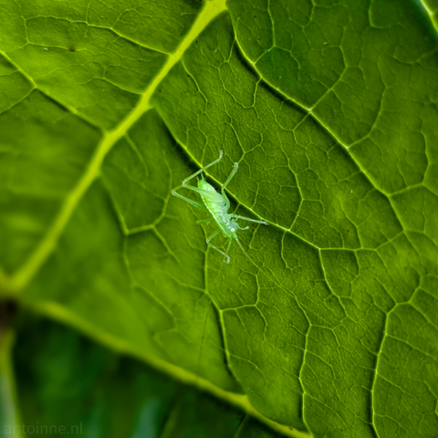 A close-up, macro photograph focusing on a small, translucent green nymph, resting on a vibrant green leaf. The insect is positioned slightly off-center to the right, and its delicate, almost ethereal body is highly visible against the textured surface of the leaf. Its legs and antennae are clearly discernible.