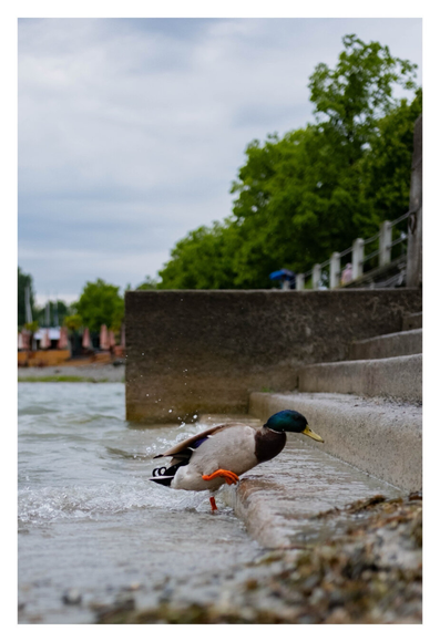 Foto im Hochformat. Eine männliche Stockente kommt aus dem Wasser. Am Ufer ist eine Treppe und die Ente steigt gerade die erste Stufe herauf. Um sie herum spritzt das Wasser. Vordergrund und Hintergrund sind leicht unscharf.