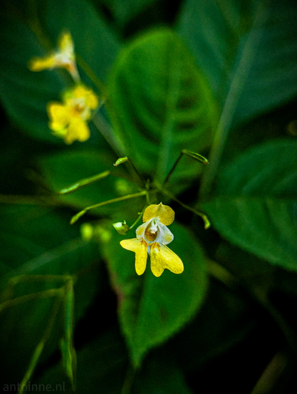 A small, vibrant yellow flower, set against a blurred background of deep green foliage. The flower is positioned centrally in the frame and is the sharpest element, with its delicate petals and a hint of white in its center clearly visible. In the upper left portion of the image, another out-of-focus yellow flower can be seen, further emphasizing the main subject. 