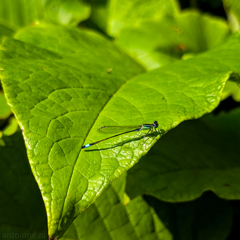 A damselfly resting on a vibrant green leaf. The damselfly, with its slender body, has a dark main body with iridescent blue markings on its head and the tip of its abdomen. Its delicate, transparent wings are clearly visible, with intricate venation.