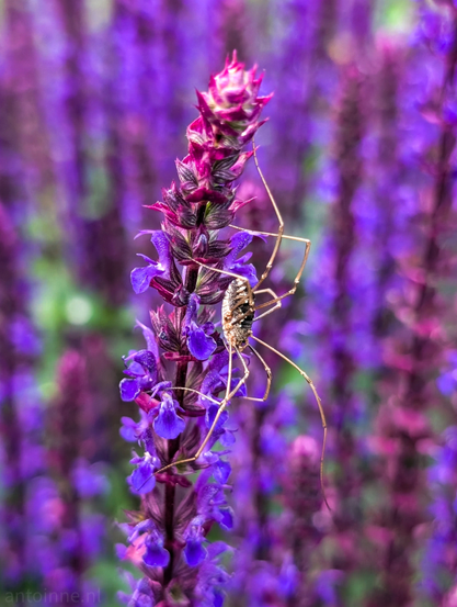 A brown spider with long, slender legs, likely a daddy long-legs or a similar species, clinging to the vibrant purple and pink blossoms of a flowering plant. The spider is positioned near the center of the frame, facing slightly downwards, with its legs splayed out, some gripping the stem and others extending into the blurred background.

The plant itself features numerous small, tubular flowers arranged densely along a central stalk, transitioning from a deeper purple at the bottom to a more reddish-pink at the top, particularly on the unopened buds. The background is a soft blur of similar purple hues.