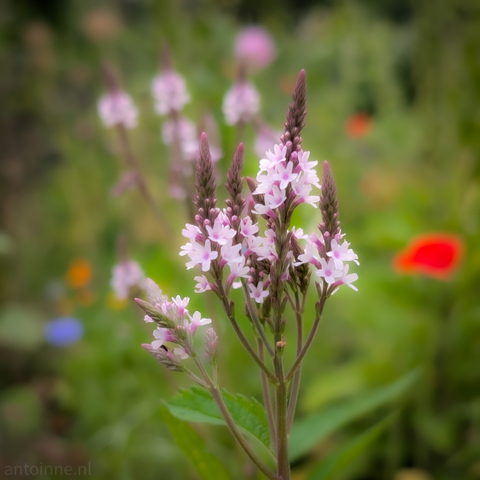 A plant with several spikes of small, pale pink and white flowers. The flowers are arranged in a dense, elongated cluster on several stalks that rise from the bottom of the frame. The background is softly blurred, creating a shallow depth of field that keeps the focus squarely on the flowering plant. The blurred background shows hints of green foliage and other colorful, out-of-focus flowers, including a prominent red-orange blur on the right side. 