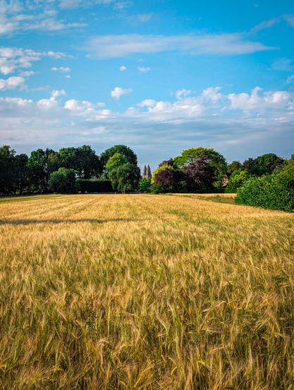 A golden wheat field under a blue sky with scattered white clouds. The field fills the foreground and midground, with the wheat stalks appearing ripe and ready for harvest. In the background, a line of lush green trees stretches across the horizon, with two distinct steeples of a church visible rising above the treeline in the center. 
