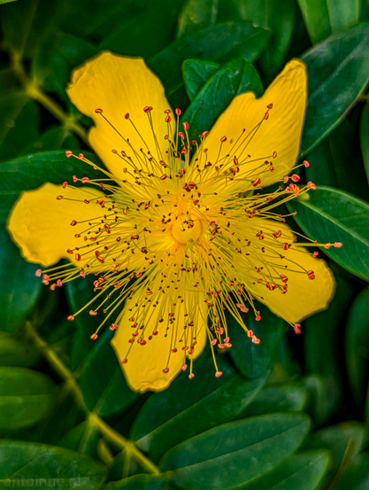 A bright yellow flower with numerous prominent stamens, set against a backdrop of lush green leaves. The flower is positioned centrally in the frame, drawing the viewer's eye to its intricate details.

The petals are a rich, sunny yellow, with a slightly crinkled or textured appearance. In the heart of the flower, a dense cluster of stamens radiates outwards. These stamens are slender and thread-like, with reddish-orange anthers at their tips, creating a striking contrast against the yellow petals. 

The green leaves surrounding the flower are slightly out of focus, providing a soft, natural background that makes the yellow of the flower stand out even more. 