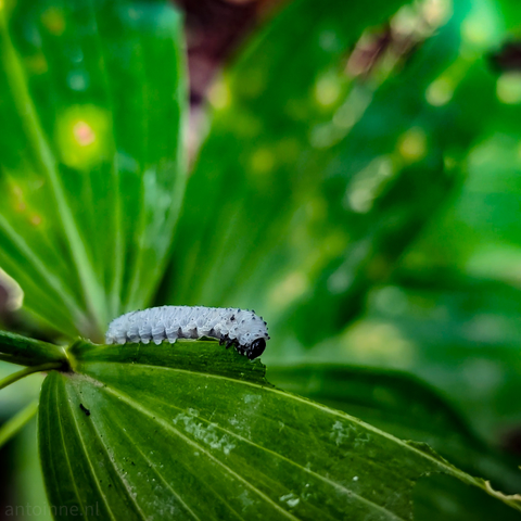 This close-up photograph features a pale, translucent caterpillar positioned on a vibrant green leaf. The caterpillar, which appears to be light grey, has a segmented body and a darker head. It is actively feeding, as a small bite mark or serrated edge is visible on the leaf right next to its head.