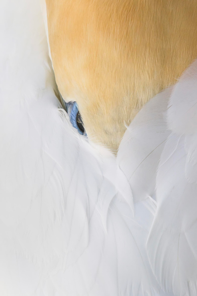 A close up of a gannet resting with its head tucked under its wings with one open eye visible.