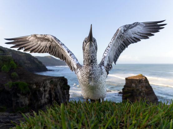 A wide angle shot of a juvenile gannet spreading its wings with the west coast of Auckland New Zealand in the background.