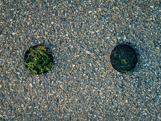 An overhead, close-up view of a rough, asphalt surface, with two distinct circular holes. The surface itself is a mosaic of small, varied-sized stones in shades of grey, brown, and off-white, creating a textured, somewhat weathered appearance. Within each of the two circular cutouts, which appear to be clean, dark-rimmed holes, there is a cluster of green plant life. The hole on the left contains vibrant, brighter green blades of grass or similar foliage, reaching upwards and filling a good portion of the circular space. The hole on the right also contains green vegetation, though it appears slightly darker and perhaps less dense than the one on the left.
