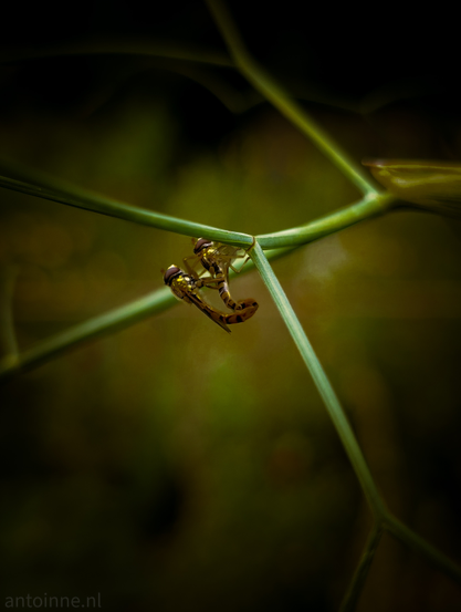 A close-up, dark and moody photograph featuring two insects (hoverflies), in the act of mating. They are clinging to a thin, green stem or vine, which diagonally crosses the frame from the top right to the bottom left. The insects are yellowish-brown with dark stripes, and their translucent wings are visible. The background is heavily blurred and dark, with muted greens and browns, creating a shallow depth of field that keeps the focus squarely on the insects and the stem. 