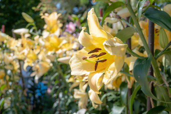 ユリの一角は一面ユリの花。特に黄色のユリが朝日を受けて輝くように咲いていた。/ 2025.06.29 京都府立植物園・ワイルドガーデンから