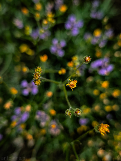 A high-angle photograph of a vibrant field of small flowers, with a shallow depth of field that sharply focuses on a central cluster of yellow and orange blooms. The background and foreground are softly blurred into bokeh, creating a dreamy effect with hints of purple and yellow flowers visible but out of focus.

The dominant colors are various shades of green from the foliage, interspersed with bright yellows and oranges from the central flowers, and soft purples from the out-of-focus background flowers.